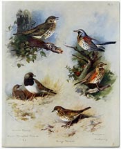 British Birds by Archibald Thorburn (1918)